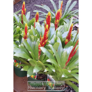 Vriesia (Bromeliad) 140Mm Mixed Colours Default Type