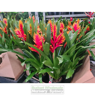 Vriesia (Bromeliad) 100mm or 140mm Mixed Colours - Default type