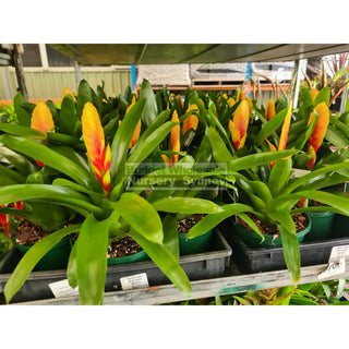 Vriesia (Bromeliad) 100Mm Or 140Mm Mixed Colours Default Type