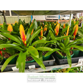 Vriesia (Bromeliad) 100Mm Or 140Mm Mixed Colours Default Type