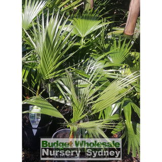 Washingtonia Robusta Cotton Palm Xlarge 400Mm Pot Default Type