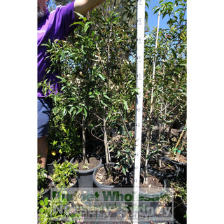 Waterhousea Floribunda Large Advanced 300Mm Pot Is A Rainforest Tree Of Eastern Australia. Weeping