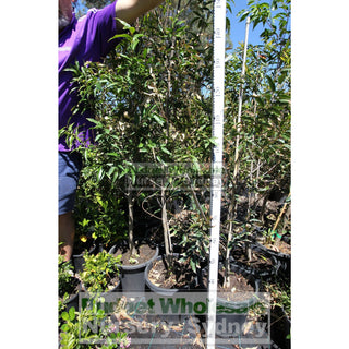 Waterhousea Floribunda Large Advanced 300Mm Pot Is A Rainforest Tree Of Eastern Australia. Weeping