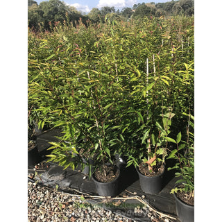 Waterhousia Floribunda 200Mm Pot Weeping Lilly Pilly Default Type
