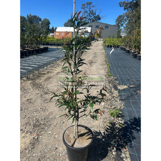 Waterhousia floribunda 300mm pot Weeping Lilly Pilly Default type