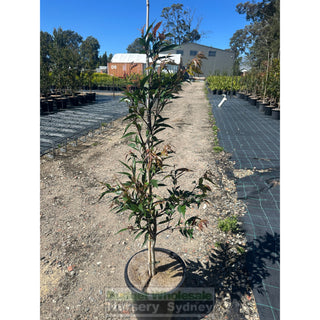 Waterhousia floribunda 300mm pot Weeping Lilly Pilly Default type