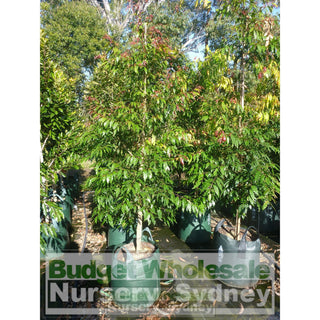Waterhousia Floribunda Advanced 75Lt Default Type