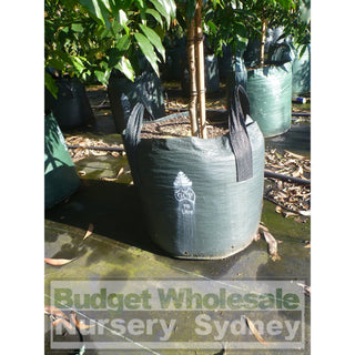 Waterhousia Floribunda Advanced 75Lt Default Type