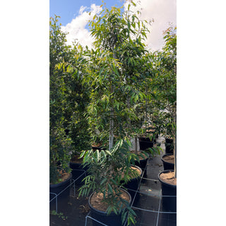 Waterhousia floribunda Advanced 75Lt - Default type