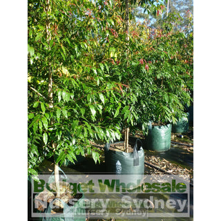 Waterhousia Floribunda Advanced 75Lt Default Type
