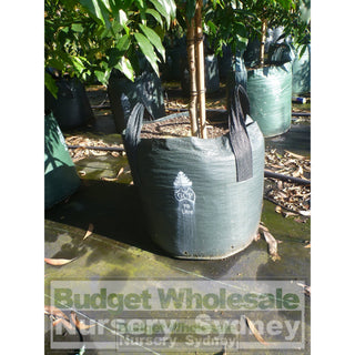 Waterhousia Floribunda Advanced 75Lt Default Type
