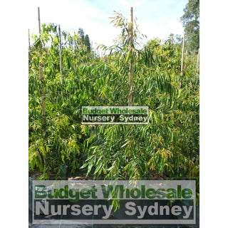 Waterhousia Floribunda Extra Large 45Lt Default Type