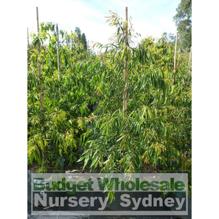Waterhousia Floribunda Extra Large 45Lt Default Type