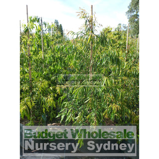 Waterhousia Floribunda Extra Large 45Lt Default Type