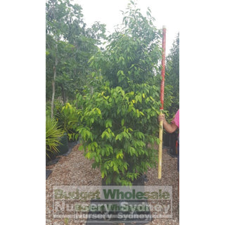Waterhousia Floribunda Green Avenue 150L Default Type