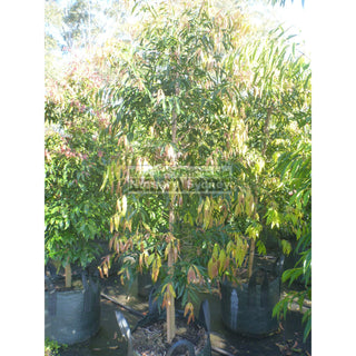 Waterhousia Floribunda Xx Large 100Lt Default Type