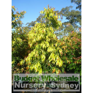 Waterhousia Floribunda Xx Large 100Lt Default Type