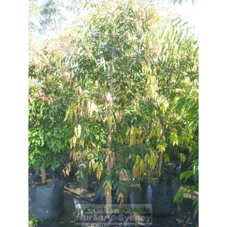 Waterhousia Floribunda Xx Large 100Lt Default Type