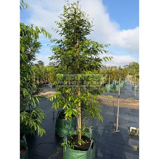 Waterhousia floribunda XX Large 100Lt Default type