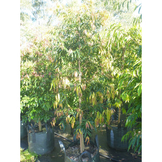 Waterhousia Floribunda Xx Large 100Lt Default Type