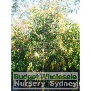 Waterhousia Floribunda Xx Large 100Lt Default Type