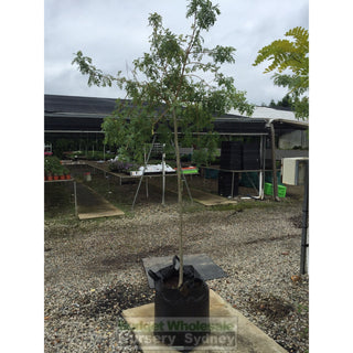 Weeping Golden Ash - Fraxinus Excelsior Aurea Pendula 75Lt Default Type