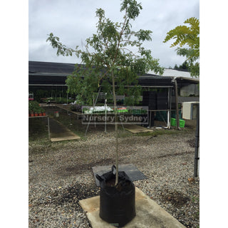 Weeping Golden Ash - Fraxinus Excelsior Aurea Pendula 75Lt Default Type