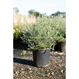 Westringia Fruticosa 200Mm Pot Native Rosemary Plants