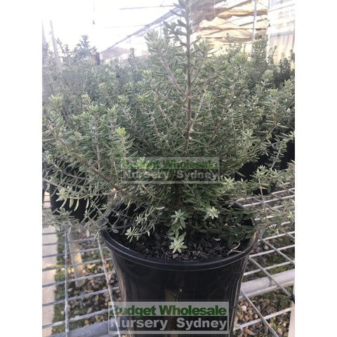 Westringia Fruticosa 200Mm Pot Native Rosemary Plants