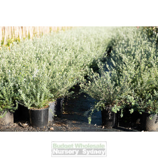 Westringia Fruticosa 200Mm Pot Native Rosemary Plants