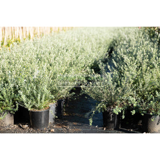 Westringia Fruticosa 200Mm Pot Native Rosemary Plants