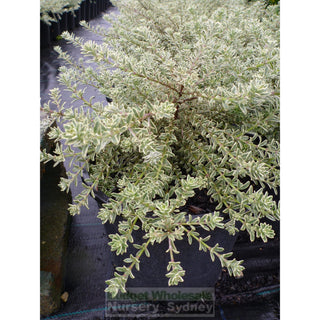 Westringia Smokey 200Mm Pot. Plants