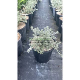 Westringia Smokey 200Mm Pot. Plants