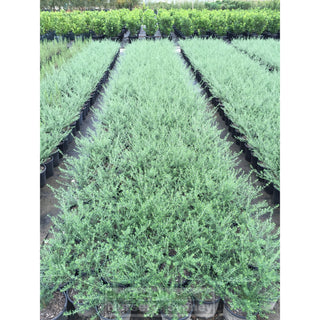 Westringia Wynyabbie Gem 200Mm Pot. Premium Plants Plants