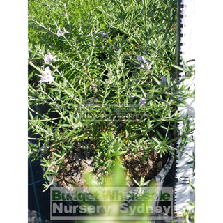 Westringia Wynyabbie Gem 200Mm Pot. Premium Plants Plants