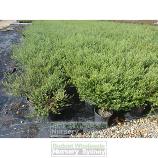Westringia Wynyabbie Gem 200Mm Pot. Premium Plants Plants
