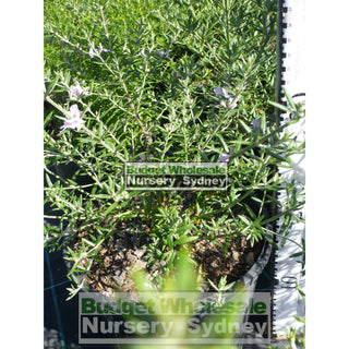 Westringia Wynyabbie Gem 200Mm Pot. Premium Plants Plants