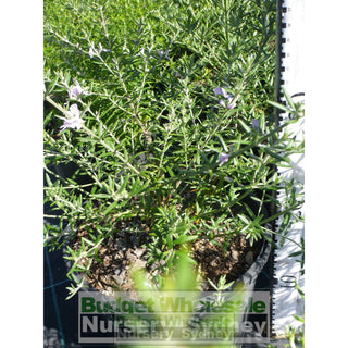 Westringia Wynyabbie Gem 200Mm Pot. Premium Plants Plants