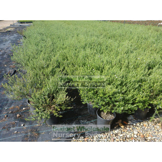 Westringia Wynyabbie Gem 200Mm Pot. Premium Plants Plants