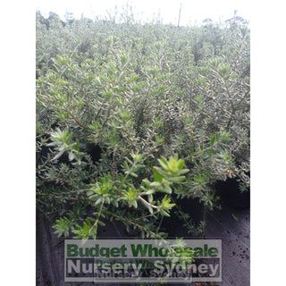 Westringia Zena 200Mm Pot Native Rosemary Plants