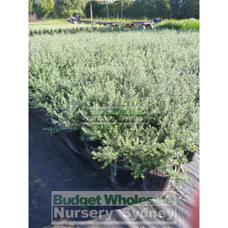 Westringia Zena 200Mm Pot Native Rosemary Plants