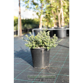 Westringia Zena 200Mm Pot Native Rosemary Plants