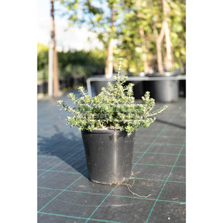 Westringia Zena 200Mm Pot Native Rosemary Plants