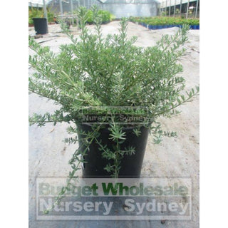 Westringia Zena 200Mm Pot Native Rosemary Plants