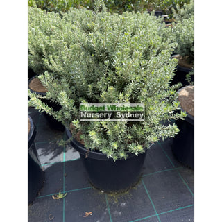 Westringia Zena 300mm Large pot Native Rosemary Plants