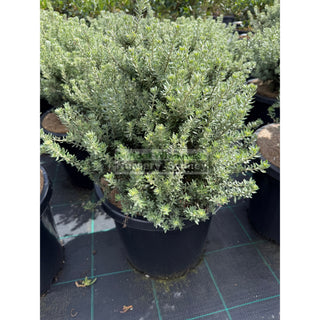 Westringia Zena 300mm Large pot Native Rosemary Plants