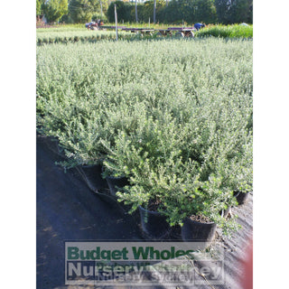 Westringia Zena 200Mm Pot Native Rosemary Plants