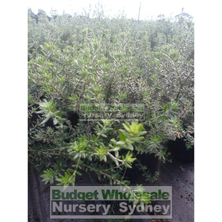 Westringia Zena 200Mm Pot Native Rosemary Plants