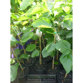 White Mulberry Shahtoot - Morus Macroura 200Mm Edible Fruit Default Type