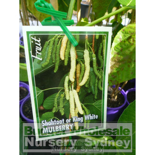 White Mulberry Shahtoot - Morus Macroura 200Mm Edible Fruit Default Type